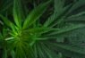 Cannabis News
