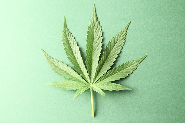 Cannabis Business