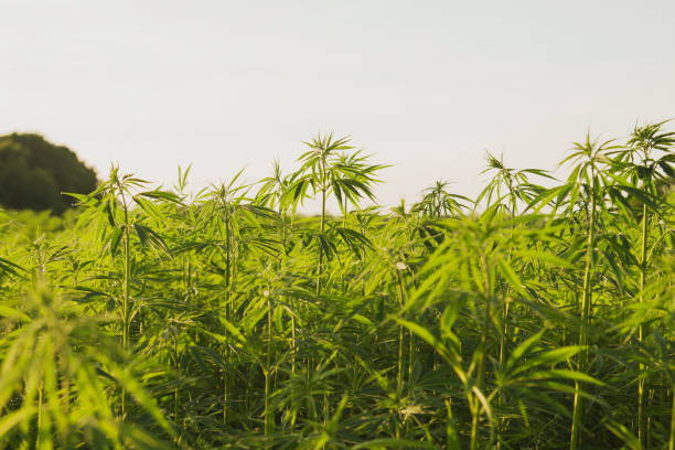 Marijuana Advertising